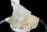 Scolecite Crystal Spray with Apophyllite and Stilbite - India #176829-4